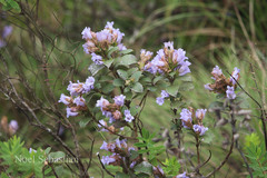 Phlebophyllum kunthianum